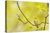 Wood Warbler (Phylloscopus Sibilatrix) Singing from Oak, Atlantic Oakwoods of Sunart, Scotland-Fergus Gill-Stretched Canvas