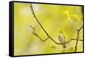 Wood Warbler (Phylloscopus Sibilatrix) Singing from Oak, Atlantic Oakwoods of Sunart, Scotland-Fergus Gill-Framed Stretched Canvas