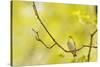 Wood Warbler (Phylloscopus Sibilatrix) Singing from Oak, Atlantic Oakwoods of Sunart, Scotland-Fergus Gill-Stretched Canvas