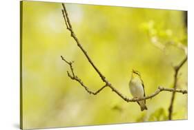 Wood Warbler (Phylloscopus Sibilatrix) Singing from Oak, Atlantic Oakwoods of Sunart, Scotland-Fergus Gill-Stretched Canvas