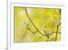 Wood Warbler (Phylloscopus Sibilatrix) Singing from Oak, Atlantic Oakwoods of Sunart, Scotland-Fergus Gill-Framed Photographic Print