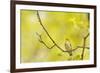 Wood Warbler (Phylloscopus Sibilatrix) Singing from Oak, Atlantic Oakwoods of Sunart, Scotland-Fergus Gill-Framed Photographic Print