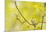 Wood Warbler (Phylloscopus Sibilatrix) Singing from Oak, Atlantic Oakwoods of Sunart, Scotland-Fergus Gill-Mounted Photographic Print
