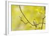 Wood Warbler (Phylloscopus Sibilatrix) Singing from Oak, Atlantic Oakwoods of Sunart, Scotland-Fergus Gill-Framed Photographic Print