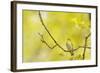 Wood Warbler (Phylloscopus Sibilatrix) Singing from Oak, Atlantic Oakwoods of Sunart, Scotland-Fergus Gill-Framed Photographic Print