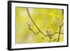 Wood Warbler (Phylloscopus Sibilatrix) Singing from Oak, Atlantic Oakwoods of Sunart, Scotland-Fergus Gill-Framed Photographic Print