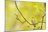 Wood Warbler (Phylloscopus Sibilatrix) Singing from Oak, Atlantic Oakwoods of Sunart, Scotland-Fergus Gill-Mounted Photographic Print