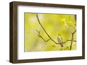 Wood Warbler (Phylloscopus Sibilatrix) Singing from Oak, Atlantic Oakwoods of Sunart, Scotland-Fergus Gill-Framed Photographic Print