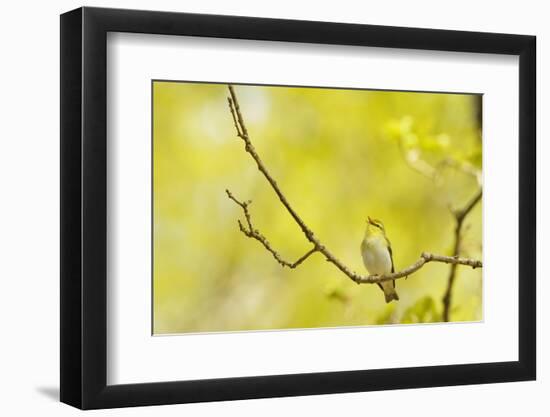 Wood Warbler (Phylloscopus Sibilatrix) Singing from Oak, Atlantic Oakwoods of Sunart, Scotland-Fergus Gill-Framed Photographic Print