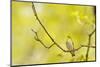 Wood Warbler (Phylloscopus Sibilatrix) Singing from Oak, Atlantic Oakwoods of Sunart, Scotland-Fergus Gill-Mounted Photographic Print