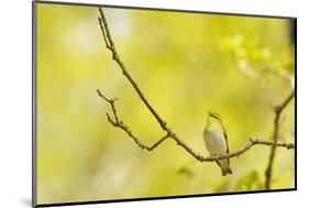 Wood Warbler (Phylloscopus Sibilatrix) Singing from Oak, Atlantic Oakwoods of Sunart, Scotland-Fergus Gill-Mounted Photographic Print