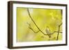 Wood Warbler (Phylloscopus Sibilatrix) Singing from Oak, Atlantic Oakwoods of Sunart, Scotland-Fergus Gill-Framed Photographic Print