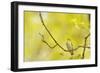 Wood Warbler (Phylloscopus Sibilatrix) Singing from Oak, Atlantic Oakwoods of Sunart, Scotland-Fergus Gill-Framed Photographic Print