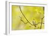 Wood Warbler (Phylloscopus Sibilatrix) Singing from Oak, Atlantic Oakwoods of Sunart, Scotland-Fergus Gill-Framed Photographic Print