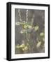 Wood warbler taking off flowering willow, Finland-Jussi Murtosaari-Framed Photographic Print