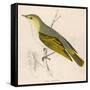 Wood Warbler-Reverend Francis O. Morris-Framed Stretched Canvas