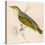 Wood Warbler-Reverend Francis O. Morris-Stretched Canvas