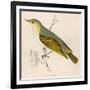 Wood Warbler-Reverend Francis O. Morris-Framed Art Print