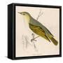 Wood Warbler-Reverend Francis O. Morris-Framed Stretched Canvas