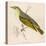 Wood Warbler-Reverend Francis O. Morris-Stretched Canvas