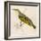 Wood Warbler-Reverend Francis O. Morris-Framed Art Print