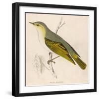 Wood Warbler-Reverend Francis O. Morris-Framed Art Print