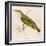 Wood Warbler-Reverend Francis O. Morris-Framed Art Print