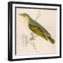 Wood Warbler-Reverend Francis O. Morris-Framed Art Print