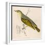 Wood Warbler-Reverend Francis O. Morris-Framed Art Print