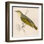 Wood Warbler-Reverend Francis O. Morris-Framed Art Print