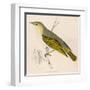 Wood Warbler-Reverend Francis O. Morris-Framed Art Print