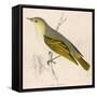 Wood Warbler-Reverend Francis O. Morris-Framed Stretched Canvas