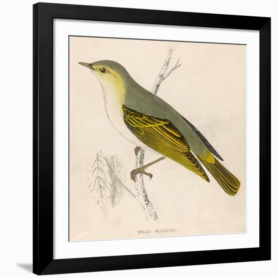 Wood Warbler-Reverend Francis O. Morris-Framed Art Print