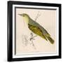 Wood Warbler-Reverend Francis O. Morris-Framed Art Print