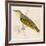 Wood Warbler-Reverend Francis O. Morris-Framed Art Print