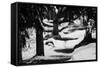 Wood, way, trees-Jule Leibnitz-Framed Stretched Canvas