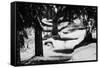 Wood, way, trees-Jule Leibnitz-Framed Stretched Canvas