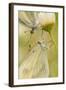 Wood White Butterflies, Two, Mating, Close-Up-Harald Kroiss-Framed Photographic Print