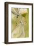 Wood White Butterflies, Two, Mating, Close-Up-Harald Kroiss-Framed Photographic Print