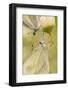 Wood White Butterflies, Two, Mating, Close-Up-Harald Kroiss-Framed Photographic Print