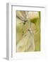 Wood White Butterflies, Two, Mating, Close-Up-Harald Kroiss-Framed Photographic Print