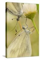 Wood White Butterflies, Two, Mating, Close-Up-Harald Kroiss-Stretched Canvas