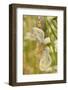 Wood White Butterflies, Two, Mating-Harald Kroiss-Framed Photographic Print