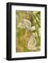 Wood White Butterflies, Two, Mating-Harald Kroiss-Framed Photographic Print