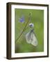 Wood White butterfly on Germander Speedwell, Surrey, England, UK, May-Andy Sands-Framed Photographic Print