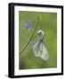 Wood White butterfly on Germander Speedwell, Surrey, England, UK, May-Andy Sands-Framed Photographic Print