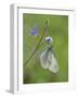 Wood White butterfly on Germander Speedwell, Surrey, England, UK, May-Andy Sands-Framed Photographic Print