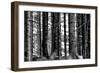 Wood-Jule Leibnitz-Framed Photographic Print