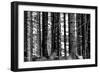 Wood-Jule Leibnitz-Framed Photographic Print