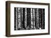 Wood-Jule Leibnitz-Framed Photographic Print